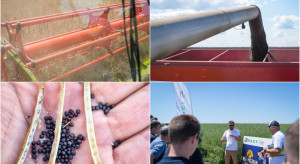 Żniwa pokazały różnice odmianowe. Na nowy sezon wybieraj stabilne odmiany i zadbaj o dobry start rzepaku
