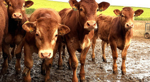 Ceny byków w górę o 50 gr/kg. Na rynku brakuje podaży