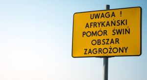 Ponad 20 nowych ognisk ASF dzików. Sprawdź, gdzie wystąpiła choroba