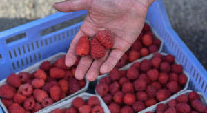Maliny z 40 na 20 zł/kg. Na rynku warzyw i owoców duże zmiany cen