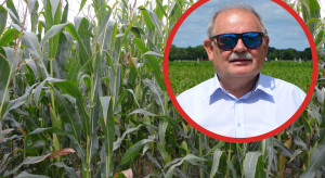 Kukurydza mokra po 620, sucha ponad 900 zł/t. Polska może zostać największym producentem w UE