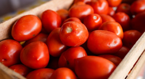 Masz za dużo pomidorów? Zrób z nich coś ciekawszego niż przecier. 7 pomysłów na koniec sezonu