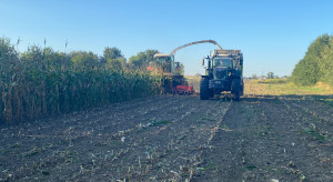 Kukurydza na kiszonkę obciąża glebę. Tak warto ją regenerować