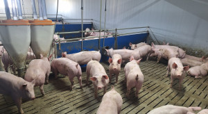 Ceny tuczników runęły: nawet 80 gr mniej niż tydzień temu. Hodowcy pod ścianą
