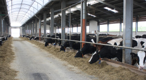 147 ha i stado 580 krów za 6,3 mln euro. Taka mleczna ferma sprzedana w Danii