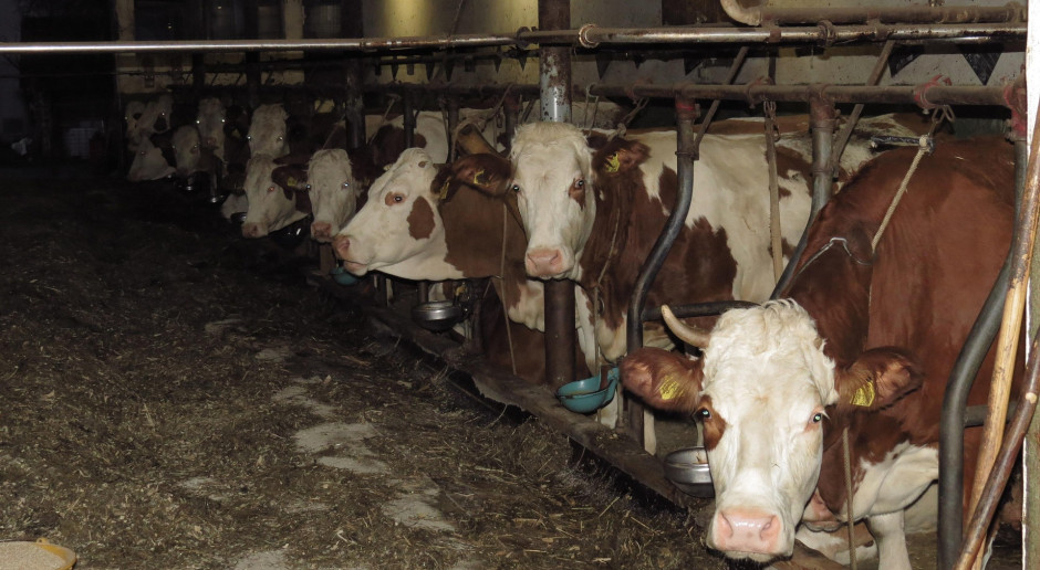 Niemiecki rolnik skazany za wiązanie bydła – po wyroku zrezygnował z hodowli
