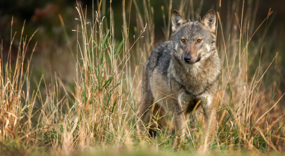 Wilki na 95 % terytorium Polski – rosnąca obecność, niepewna liczebność