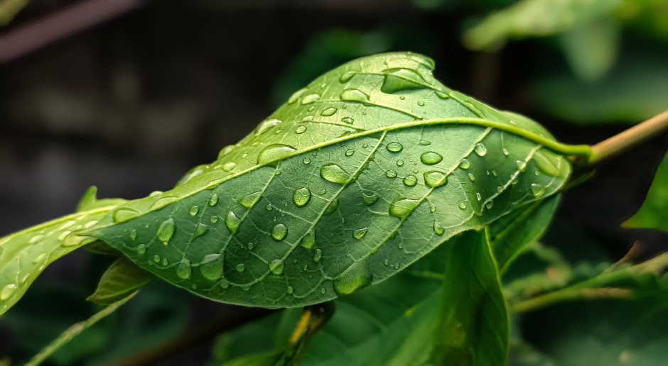 Instytut Meteorologii prognozuje zmienną pogodę w Polsce: deszcz i burze w czwartek, przelotne opady w piątek
