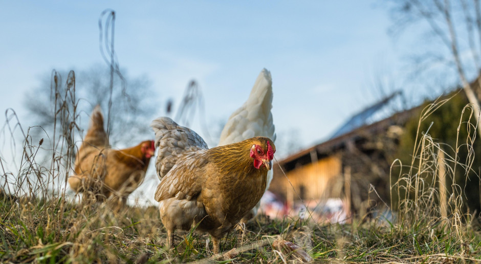 Wysokobawarska weterynaria nakazała wycinkę 2600 niosek po wykryciu salmonelli w oborniku – rolnicy kwestionują decyzję