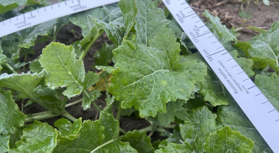 Poland’s 65% crop-insurance subsidy awaits EU state-aid approval