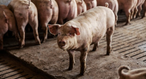 1 000 000 świń w 2 powiatach. Znamy największych producentów w kraju