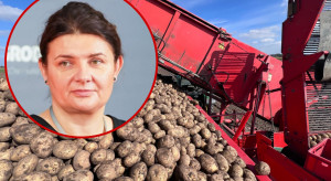 Wykopki ziemniaków wchodzą w decydującą fazę. Problemy sezonu zapisane w bulwach
