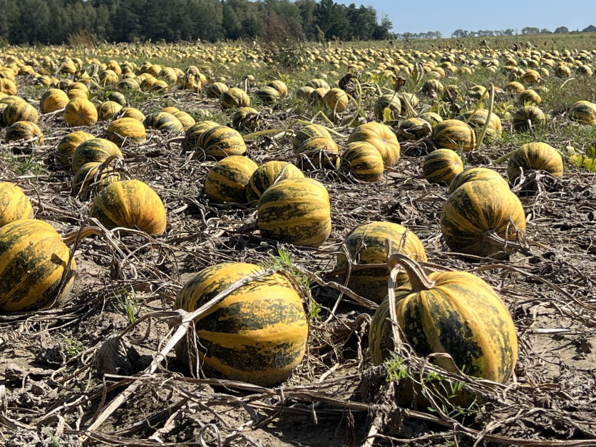 100 ha i zero zbóż. Ten rolnik z powodzeniem postawił na nietypowe uprawy
