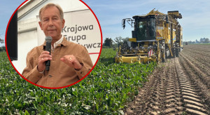Jak dobrze ogłowić buraka i ograniczyć straty podczas zbioru?