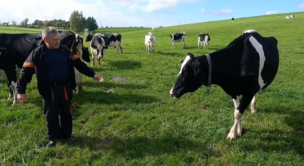 30 ha, 20 krów i nietypowy pomysł na mleko. Tak Romanowscy postawili na jakość