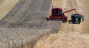 7 mln ton więcej. Rada zbożowa podnosi prognozę światowej produkcji