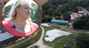 370 ha, 1100 owiec i własna marka jagnięciny. Maliccy wykorzystują owczą wełnę do produkcji nawozu